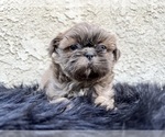 Puppy 3 Shih Tzu