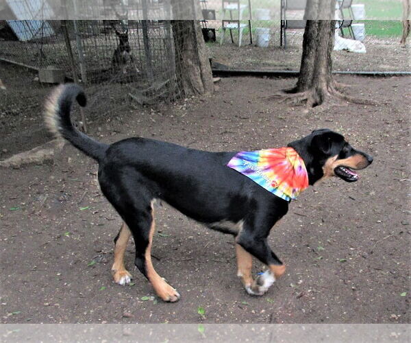 Medium Photo #4 Siberian Husky-Unknown Mix Puppy For Sale in Godley, TX, USA