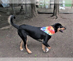 Scout - Male Siberian Husky-Unknown Mix Dog for Adoption - Photo #4