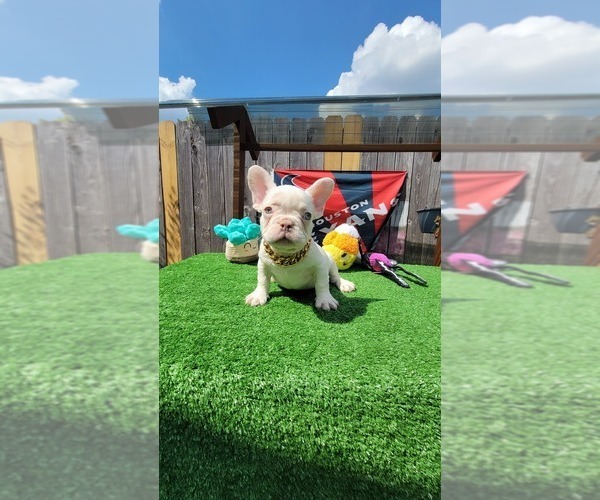 Medium Photo #1 French Bulldog Puppy For Sale in HOUSTON, TX, USA