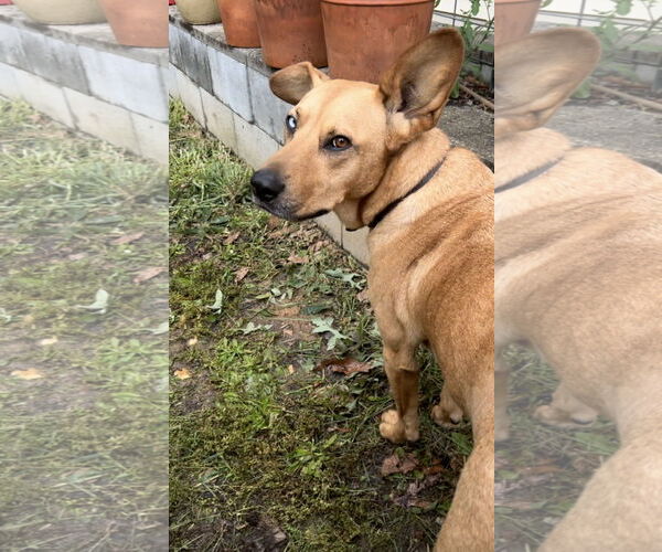Medium Photo #8 Australian Shepherd-Unknown Mix Puppy For Sale in Decatur, GA, USA