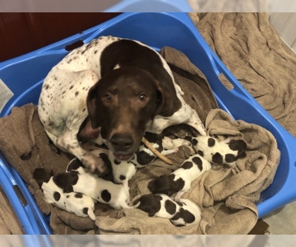 Medium Photo #2 German Shorthaired Pointer Puppy For Sale in PERRY, KS, USA