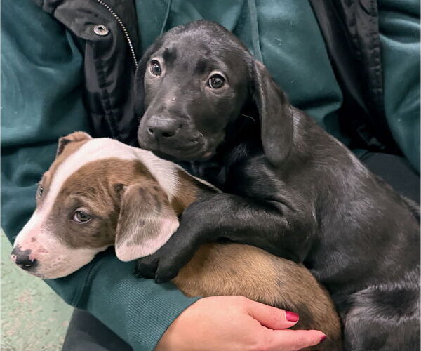 Medium Photo #3 Catahoula Leopard Dog-Labrador Retriever Mix Puppy For Sale in GILBERTS, IL, USA