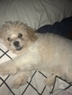 Small Photo #3 Cavachon Puppy For Sale in CHICAGO, IL, USA