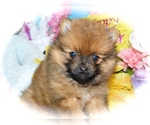 Small Photo #5 Pomeranian Puppy For Sale in HAMMOND, IN, USA