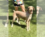 Small #1 Mutt