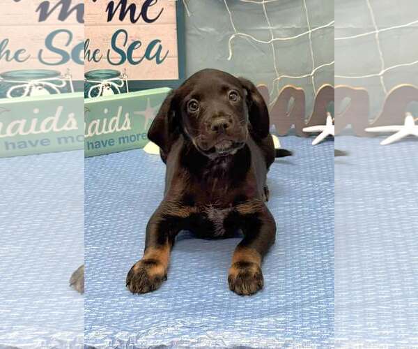 Medium Photo #1 Labrador Retriever-Unknown Mix Puppy For Sale in SHERBURNE, NY, USA