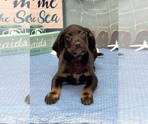 Labrador Retriever-Unknown Mix Dogs for adoption in SHERBURNE, NY, USA