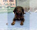 Small Labrador Retriever Mix