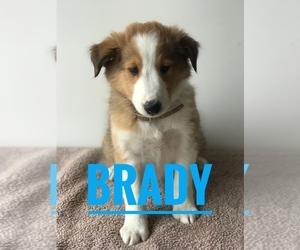 Shetland Sheepdog Puppy for Sale in BOWLING GREEN, Kentucky USA