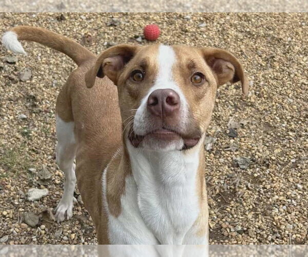 Medium Photo #1 Mutt Puppy For Sale in Anniston, AL, USA