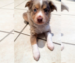 Small #2 Miniature Australian Shepherd