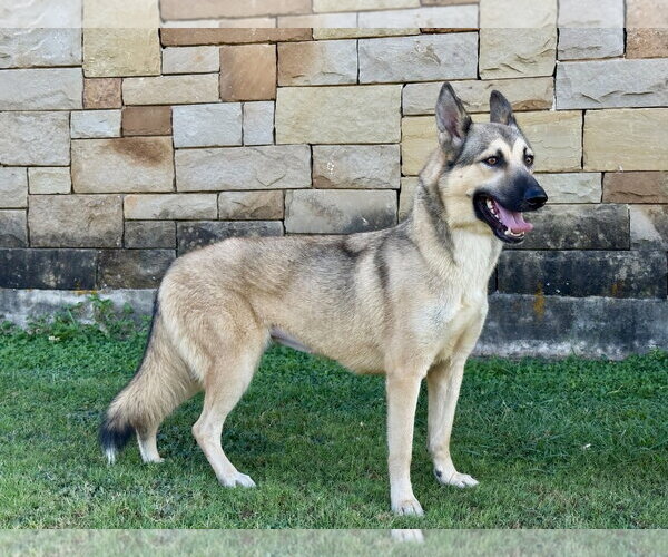 Medium Photo #3 German Shepherd Dog-Unknown Mix Puppy For Sale in PIPE CREEK, TX, USA