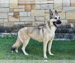 Small #2 German Shepherd Dog Mix