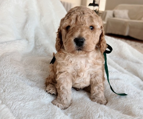 Medium Photo #4 Cock-A-Poo Puppy For Sale in CONCORD, NC, USA