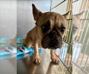 Medium French Bulldog