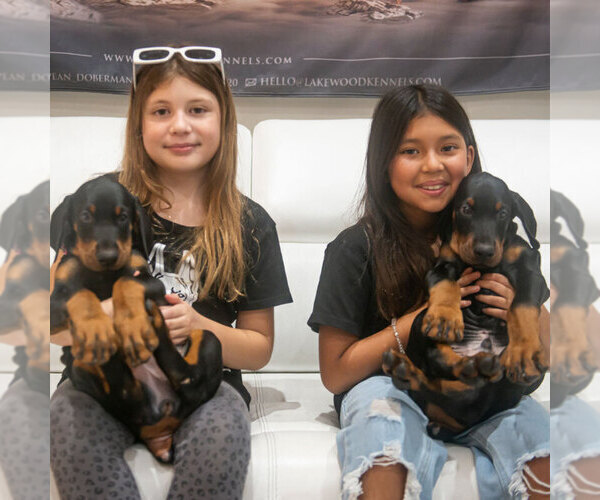 Medium Photo #8 Doberman Pinscher Puppy For Sale in FORT LAUDERDALE, FL, USA
