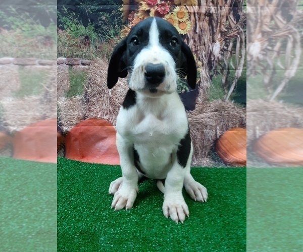 Medium Photo #5 Great Dane Puppy For Sale in CARTHAGE, TX, USA