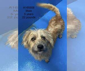 Chihuahua Mix Dog for Adoption in Calgary, Alberta Canada