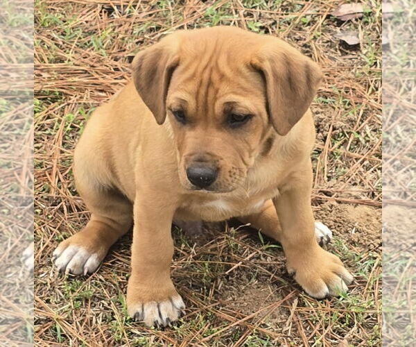 Medium Photo #4 Labloodhound Puppy For Sale in Alexander, AR, USA