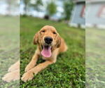 Small Golden Retriever