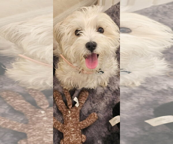 Medium Photo #2 Maltese-Unknown Mix Puppy For Sale in Littleton, CO, USA