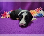 Small #11 Border Collie
