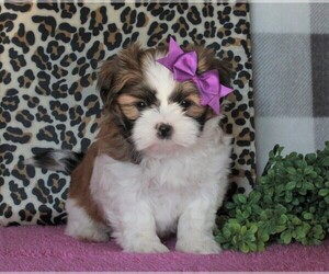Shih Tzu Puppy for sale in FREDERICKSBURG, OH, USA