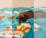 Small Photo #4 Cane Corso Puppy For Sale in EVANSVILLE, IN, USA