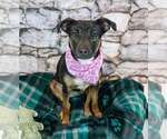 Small #3 Jack Russell Terrier Mix