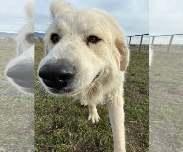 Medium Photo #2 Great Pyrenees Puppy For Sale in Missoula, MT, USA