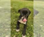 Small #2 Labrador Retriever Mix