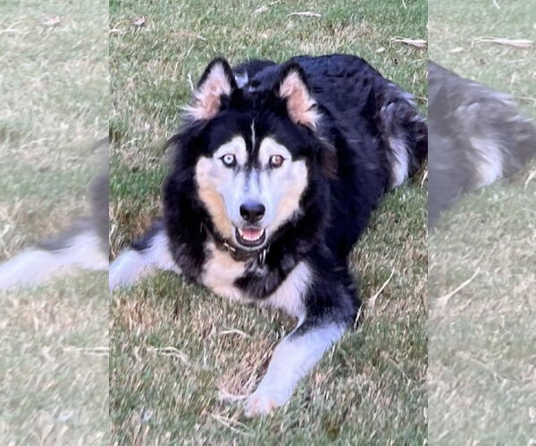 Medium Photo #10 Siberian Husky-Unknown Mix Puppy For Sale in Holly Springs, NC, USA