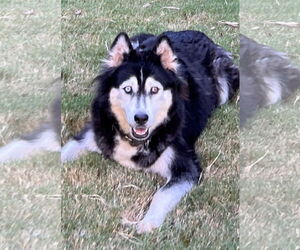 Sakari - Female Siberian Husky-Unknown Mix Dog for Adoption - Photo #10