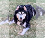 Small #9 Siberian Husky Mix