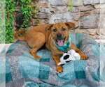 Small #3 Labrador Retriever Mix
