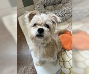 Mutt Dogs for adoption in Salinas, CA, USA