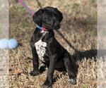 Small #2 Labrador Retriever Mix