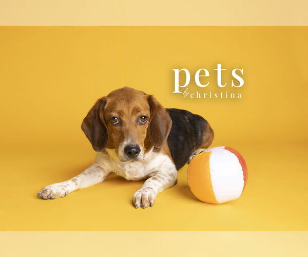 Medium Photo #1 Beagle Puppy For Sale in Foristell, MO, USA