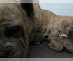 Small Photo #7 Cane Corso Puppy For Sale in WALTERS, OK, USA