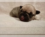 Small Photo #2 French Bulldog Puppy For Sale in PETERSBURG, VA, USA