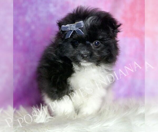 Medium Photo #2 Maltipom Puppy For Sale in WARSAW, IN, USA