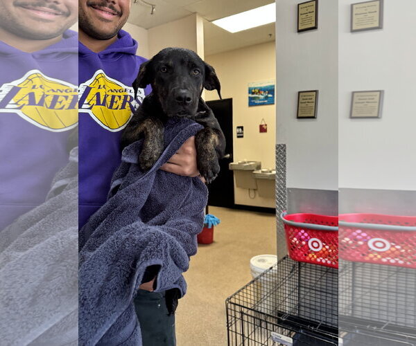 Medium Photo #4 Mutt Puppy For Sale in Sanford, FL, USA