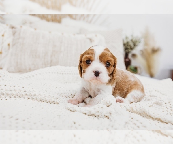 Medium Photo #1 Cavalier King Charles Spaniel Puppy For Sale in LAWSON, MO, USA