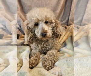 Poodle (Toy) Dogs for adoption in Bon Carbo, CO, USA