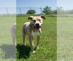 Small #2 Mutt