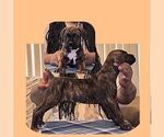 Puppy Yenga America Bandogge Mastiff