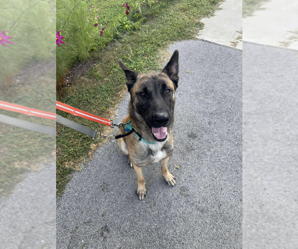 Medium Photo #4 Mutt Puppy For Sale in Imlay City, MI, USA