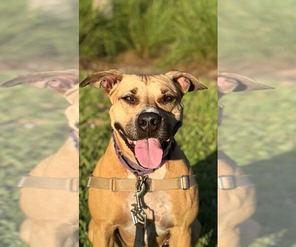 Medium Photo #2 Mutt Puppy For Sale in Pompano Beach , FL, USA