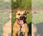 Small #1 Mutt